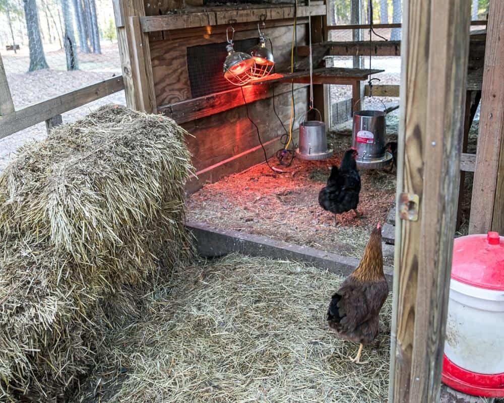 deep litter method in chicken coop with heat lamps