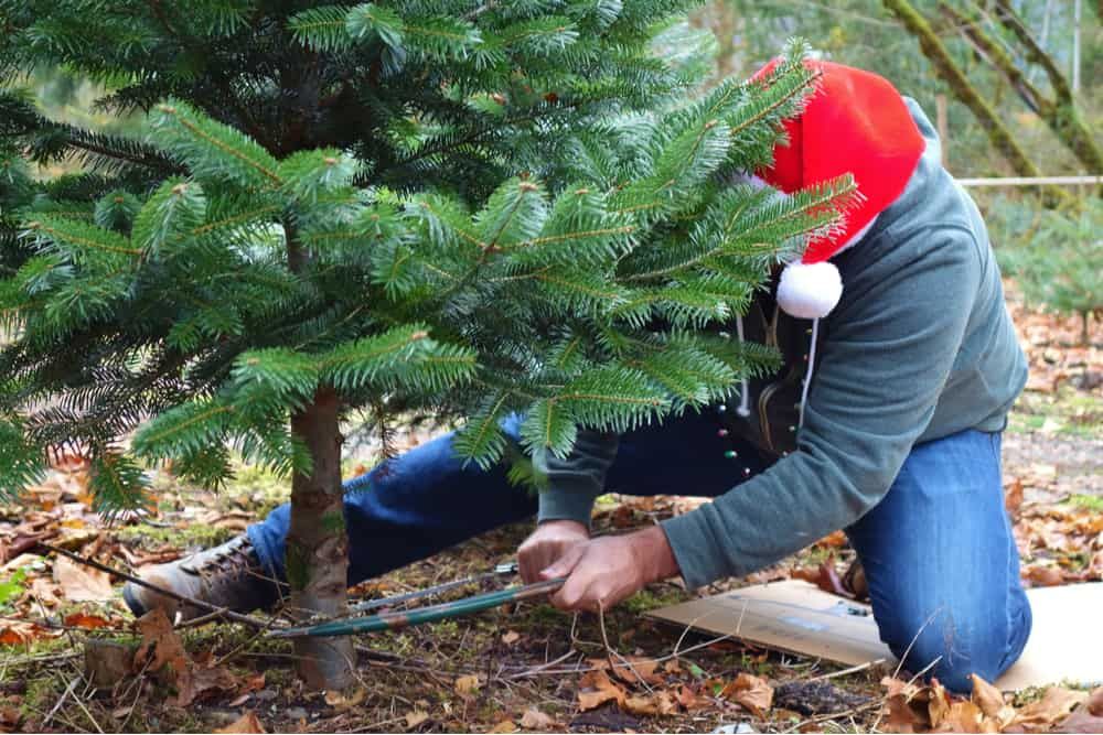 how to cut your own fresh christmas tree with bow saw