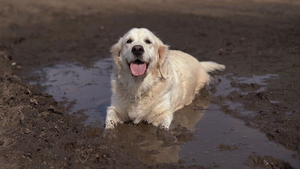muddy golden retriever happy