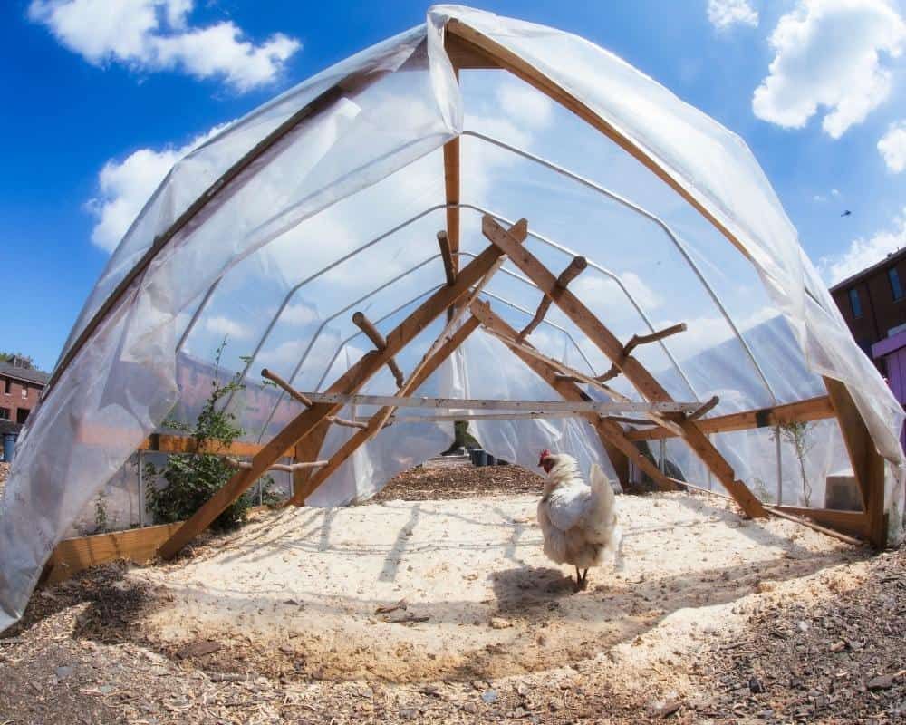 poly plastic tunnel shelter for chickens in winter