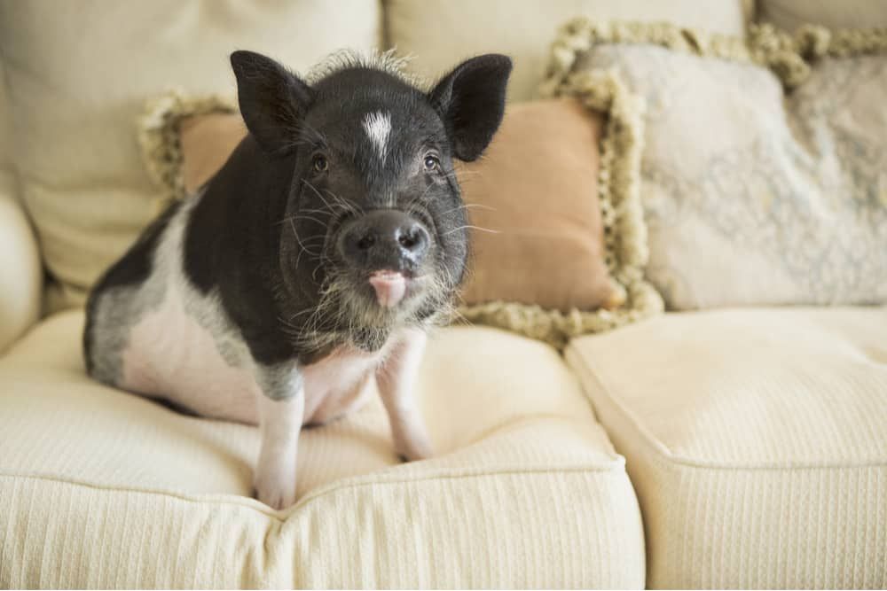 pot belly pig on couch inside the house