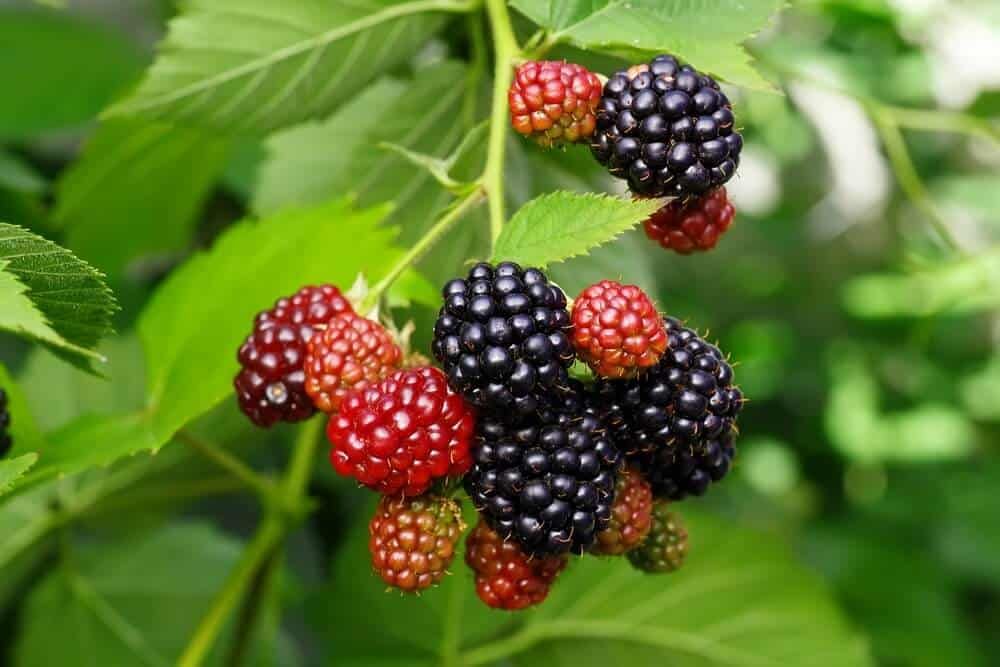 ripe and unripe blackberries plant