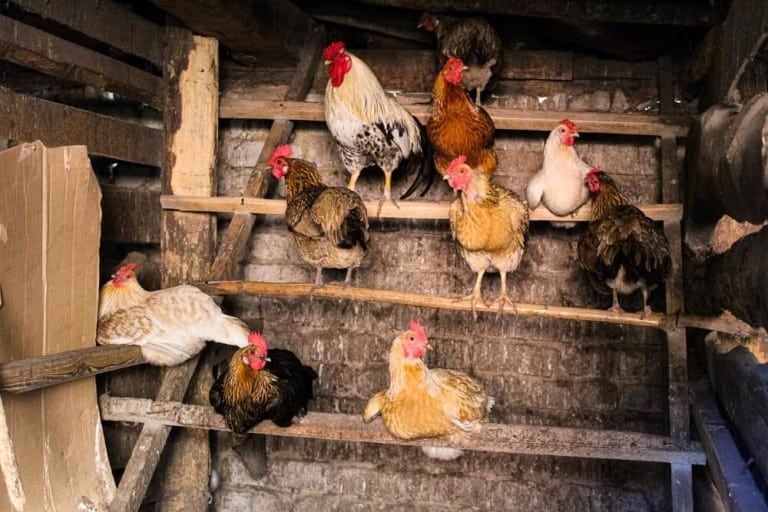 13 Chicken Roost Ideas for Chickens Roosting In Style!