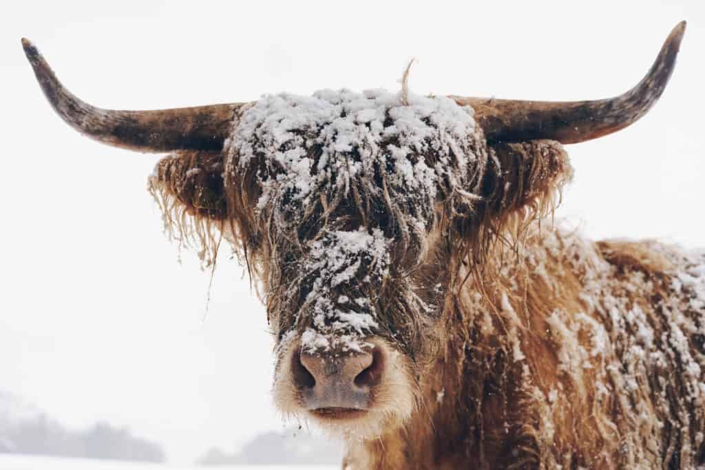 scottish highland cow in the winter snow