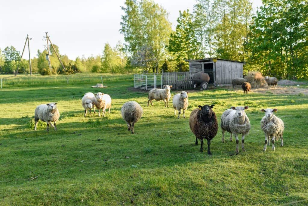 Sheep living in organic friendly farm