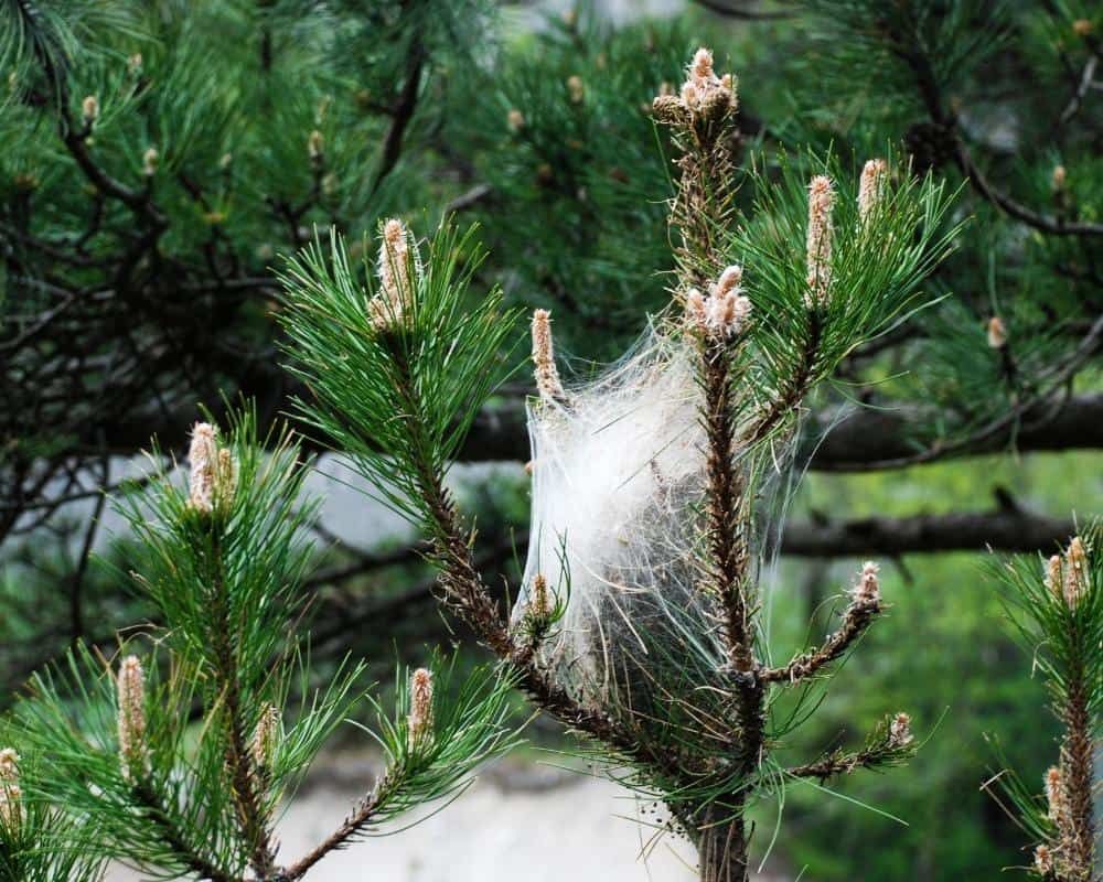 Check your Christmas tree for wildlife before you cut and before you take your tree home!
