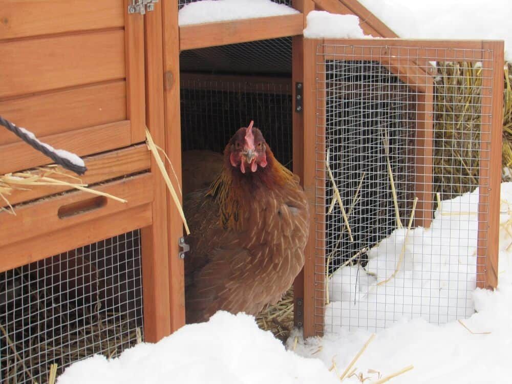 If you're wondering why do chickens stop laying eggs, it may be due to the weather like this heavy snow.