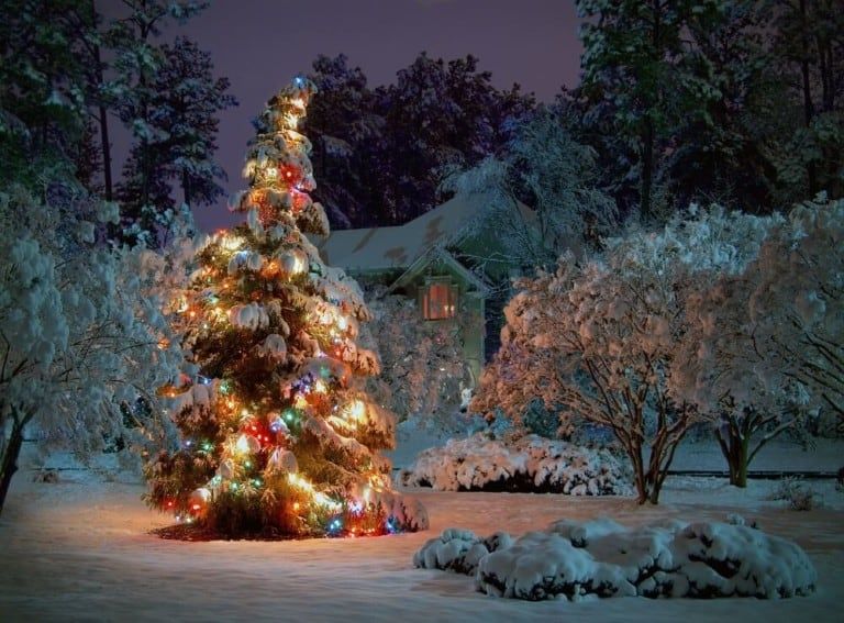 beautiful christmas tree outdoor lights