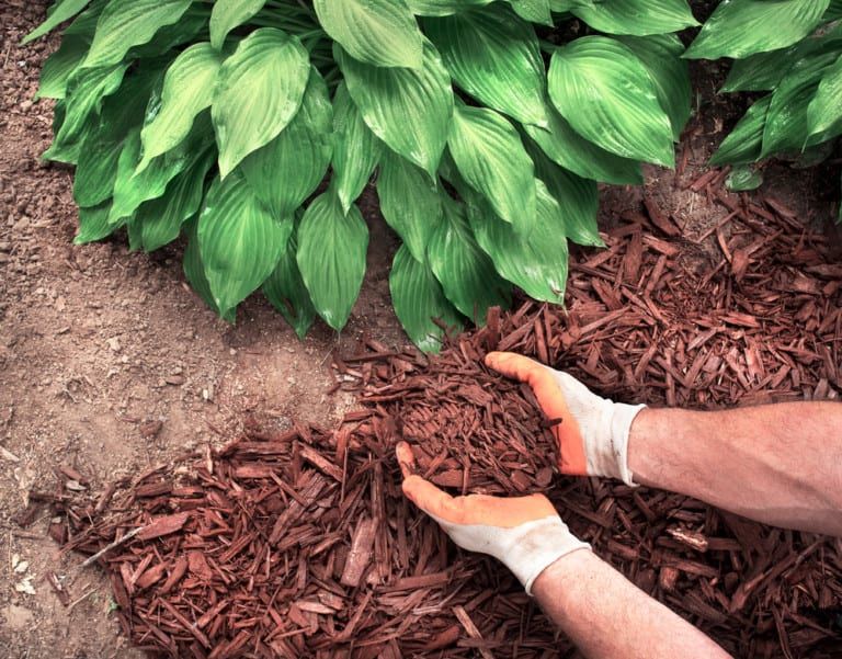 Wood Chip Landscaping 101 [With Pros and Cons]