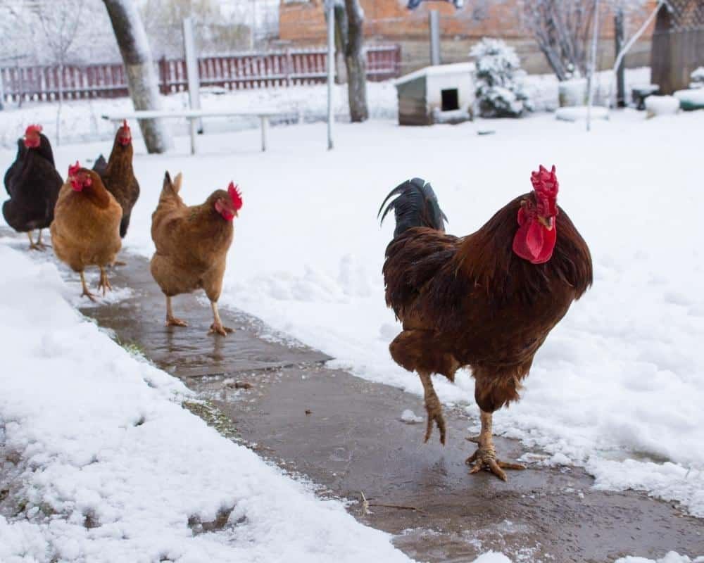 chickens rooster exercising in winter snow
