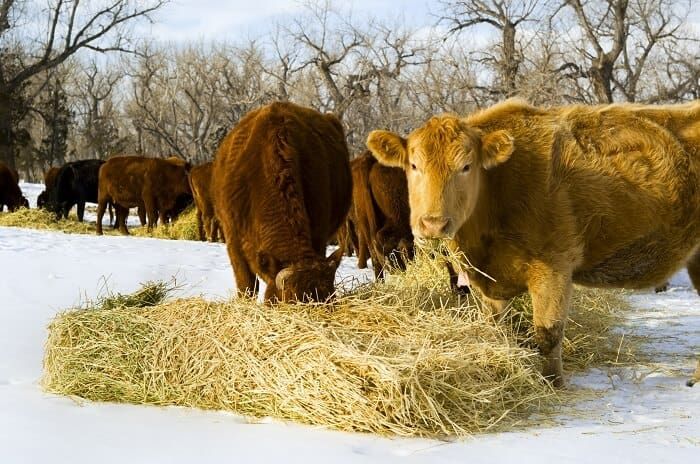 How Much Hay to Feed Your Cows In the Winter? This Much!