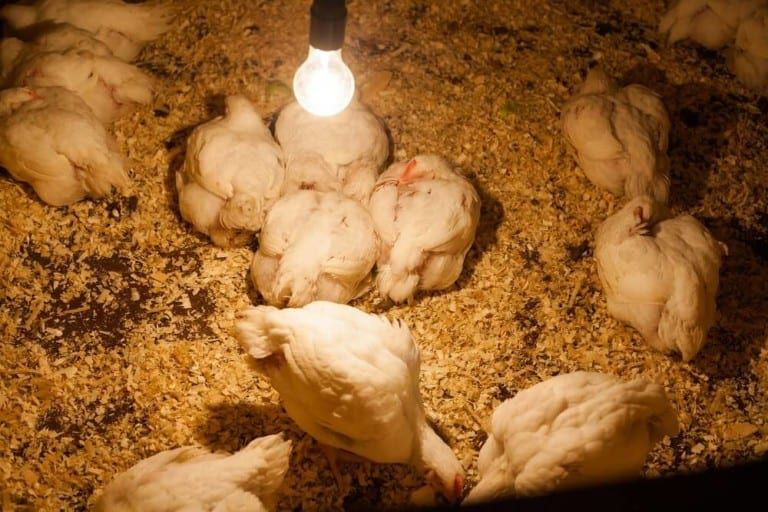 indoor chickens resting warm cozy coop