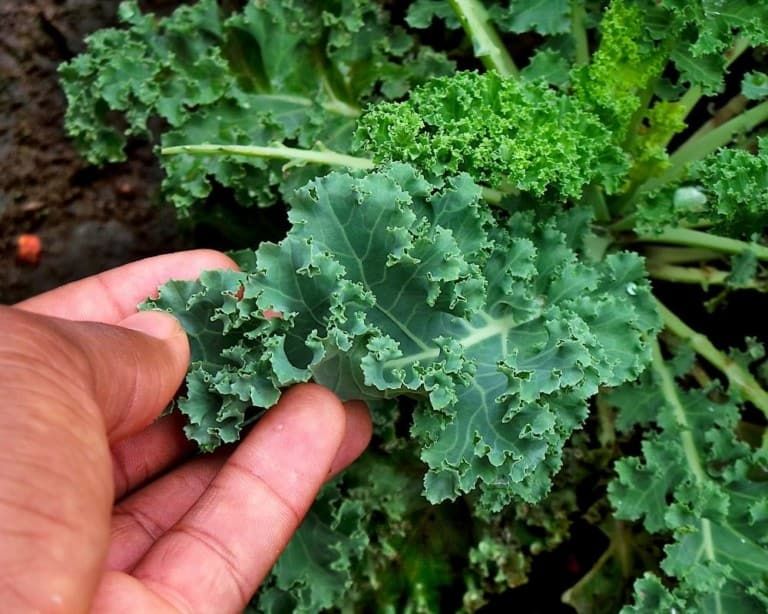 When and How to Harvest Kale so It Keeps Growing [10+ Pro Tips!]