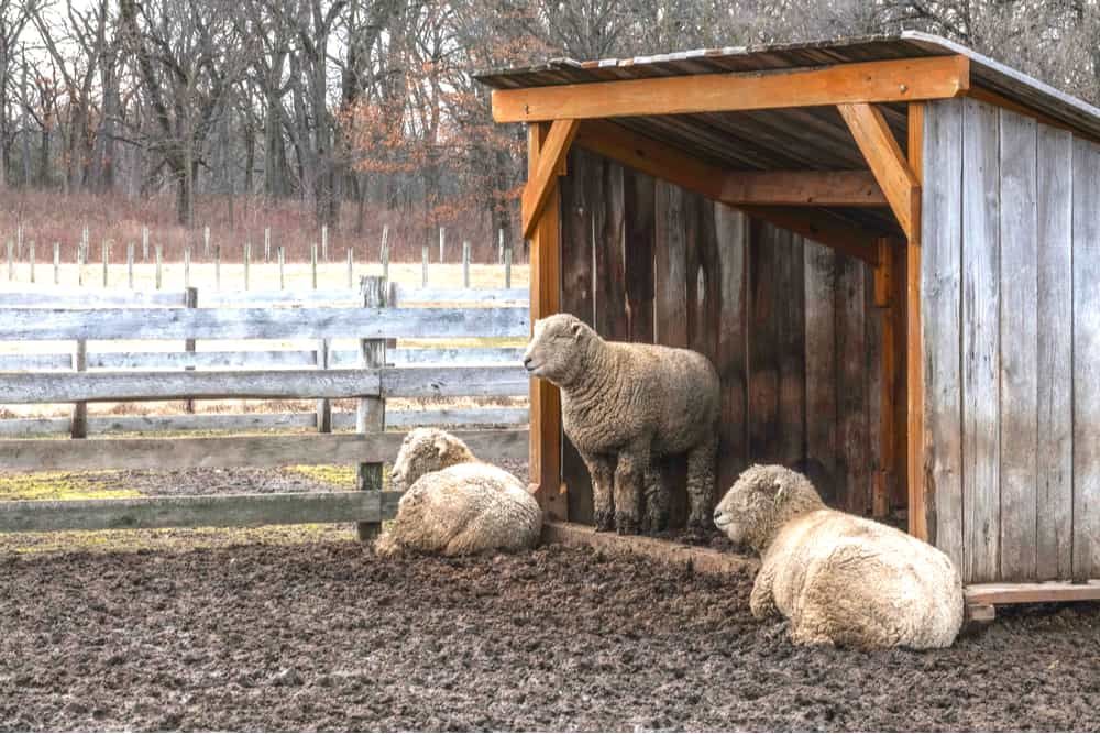 livestock winter shelter with sheep