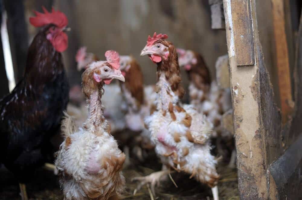 Molting is a reason why chickens stop laying eggs, like these molting hens.