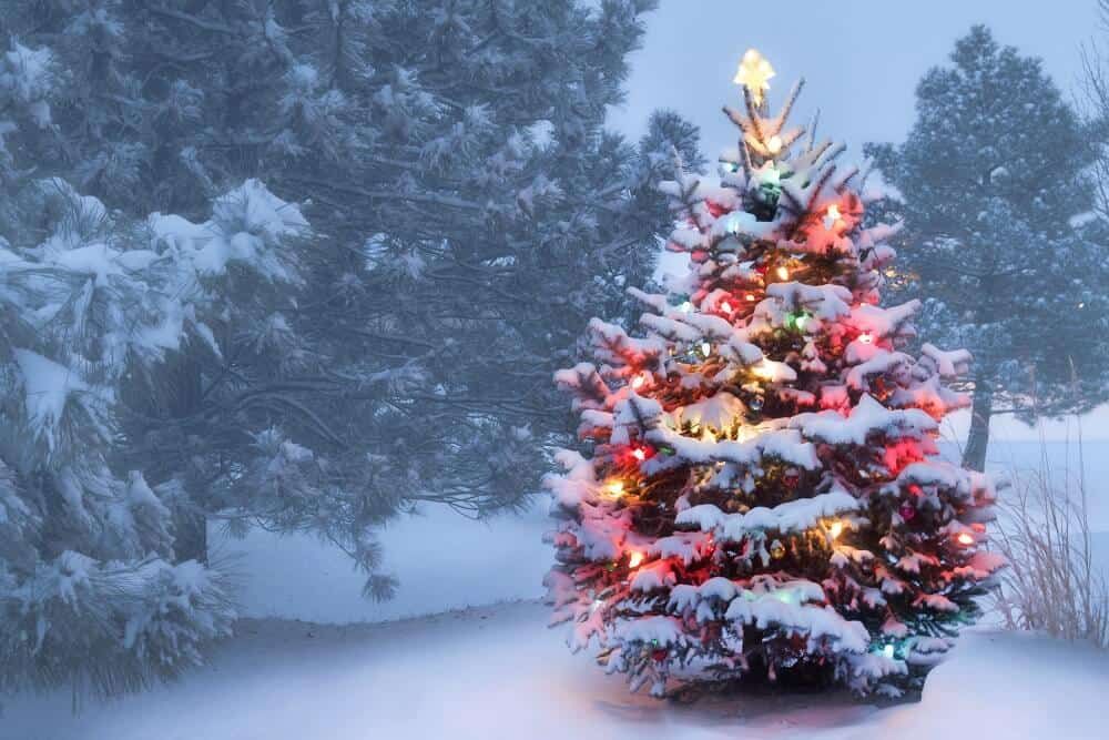 pine christmas tree with bright lights