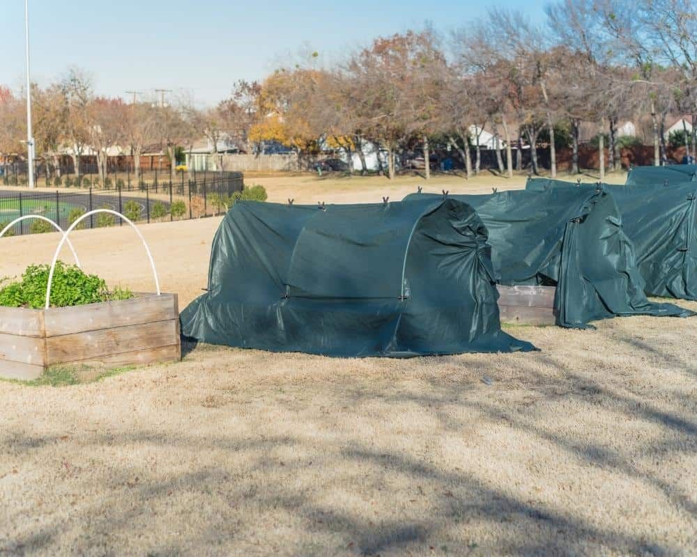 raised gardens with frost covers dallas texas