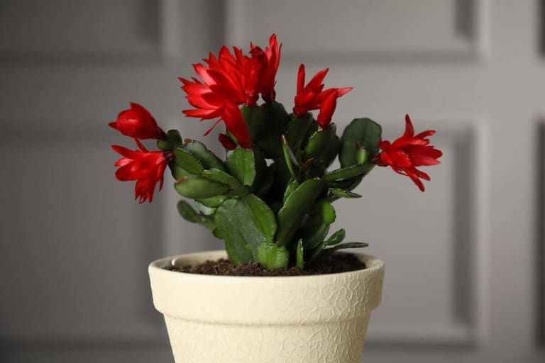 How to Propagate a Christmas Cactus In 5 Easy Steps