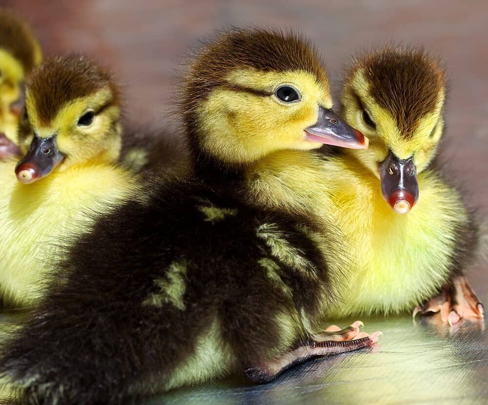 adorable baby ducklings hatched fluffy