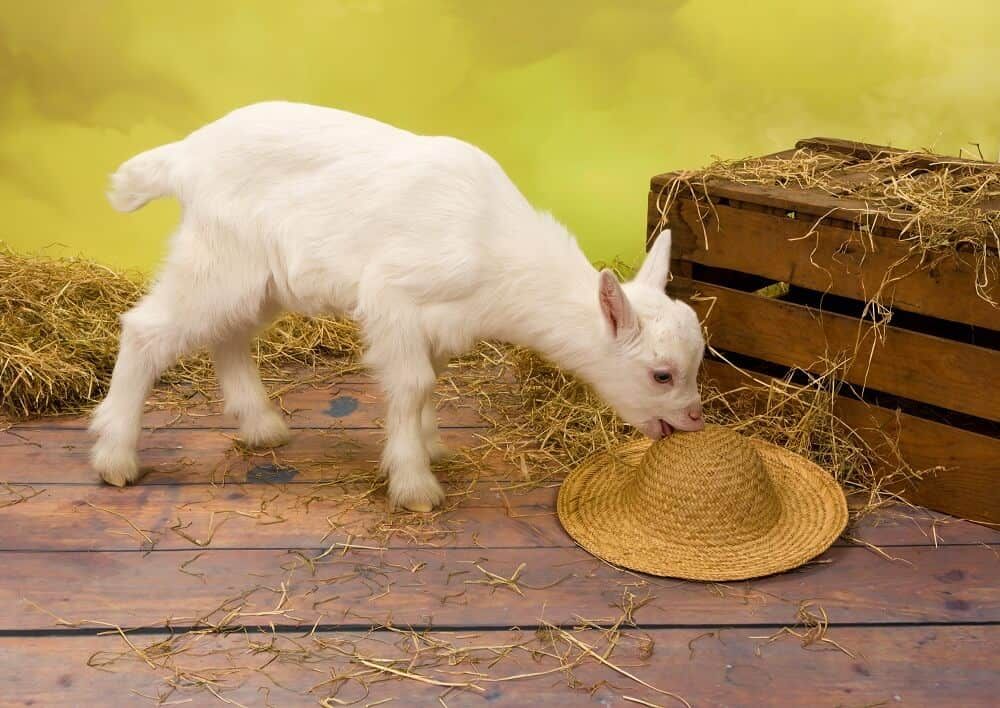 adorable baby goat munching on straw hat