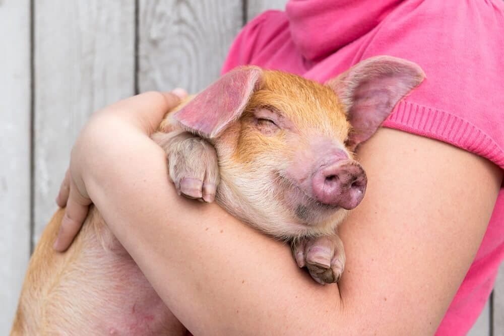 adorable pig sleeping in womans arms
