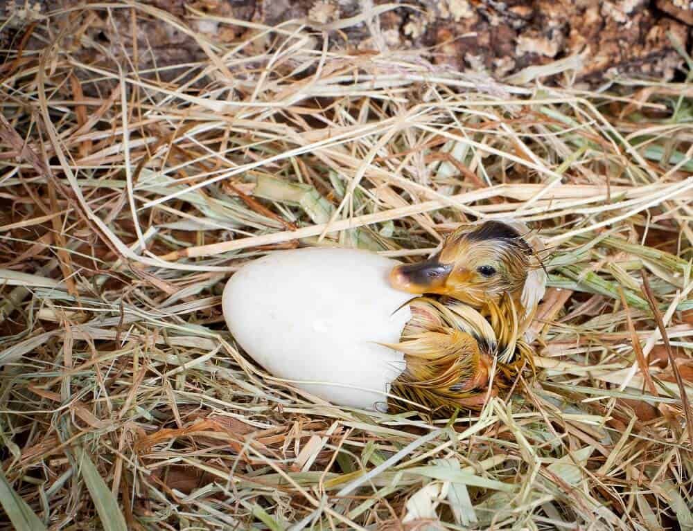 baby duckling hatching out of her egg