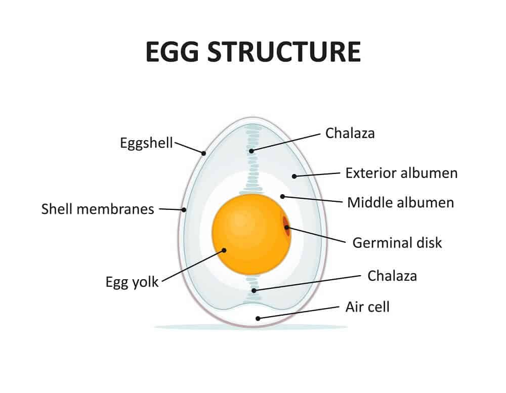 duck egg germinal spot fertilization