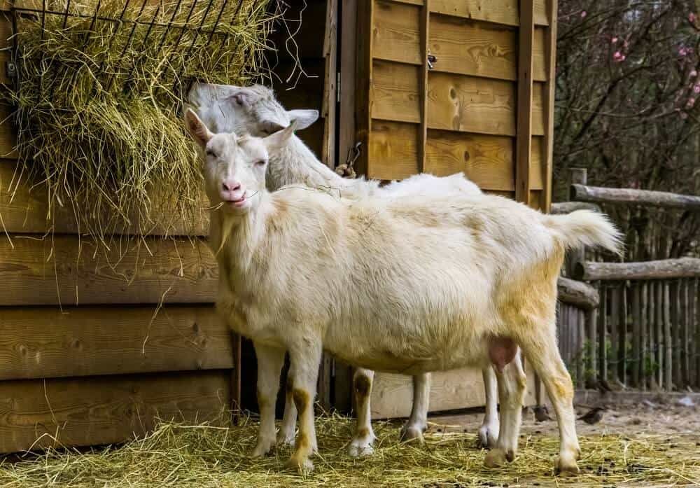 dutch hybrid goats eating hay