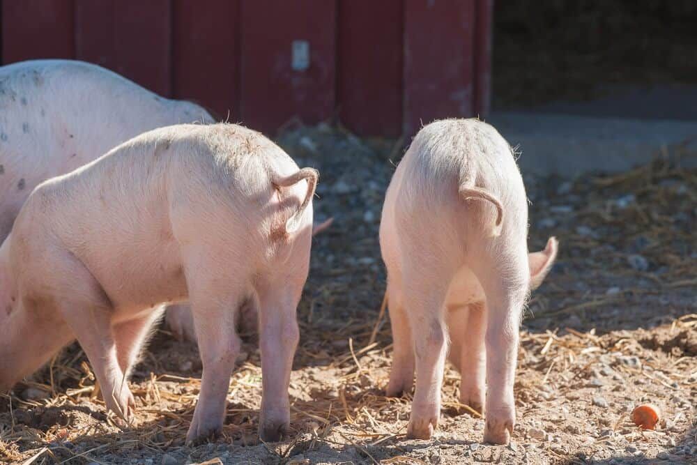 farmyard pigs wagging their tails