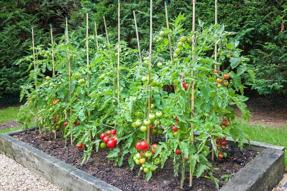 fresh garden tomatoes in raised garden bed