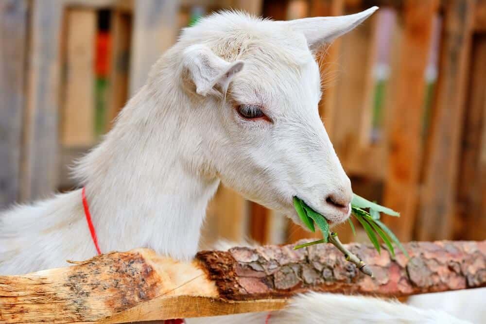 goat snacking on greens