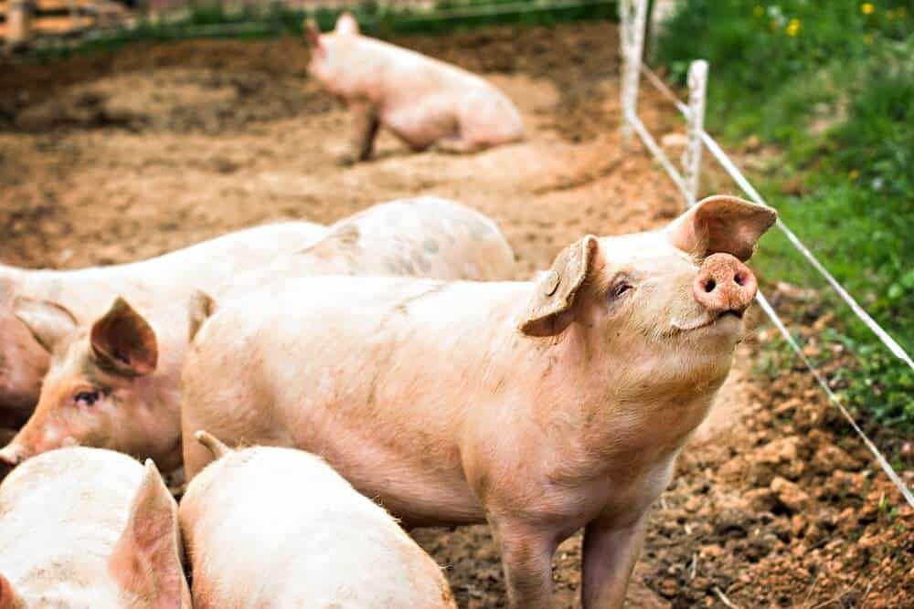 happy smiling pig in pen - what does it mean when a pig wags its tail