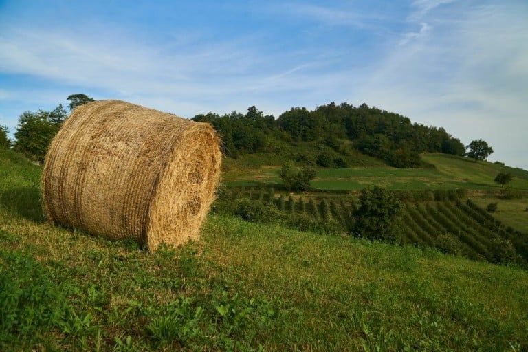 How Much Does a Bale of Hay Weigh [Round vs Square Bales]