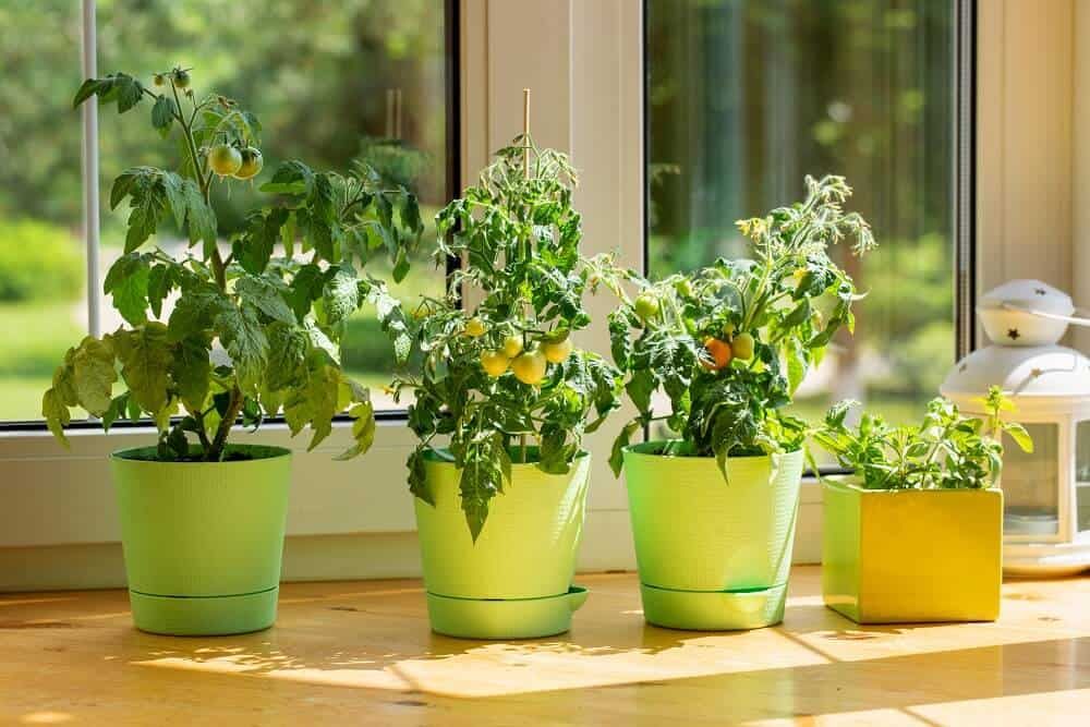 healthy tomato plants growing inside