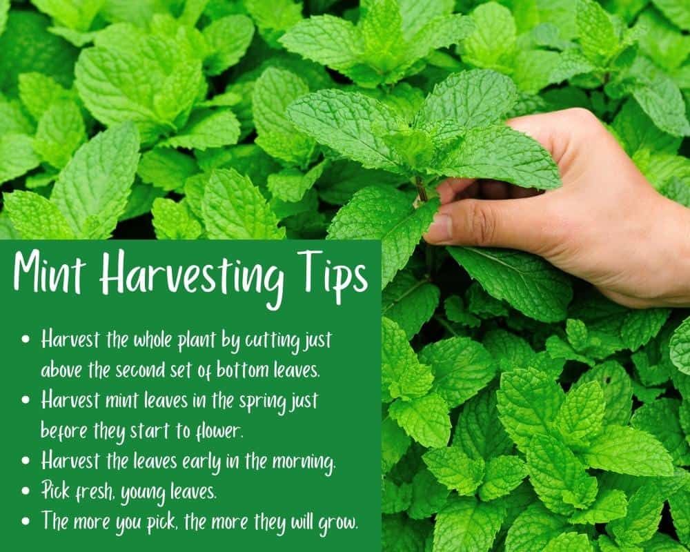 how and when to harvest mint tips without killing the plant