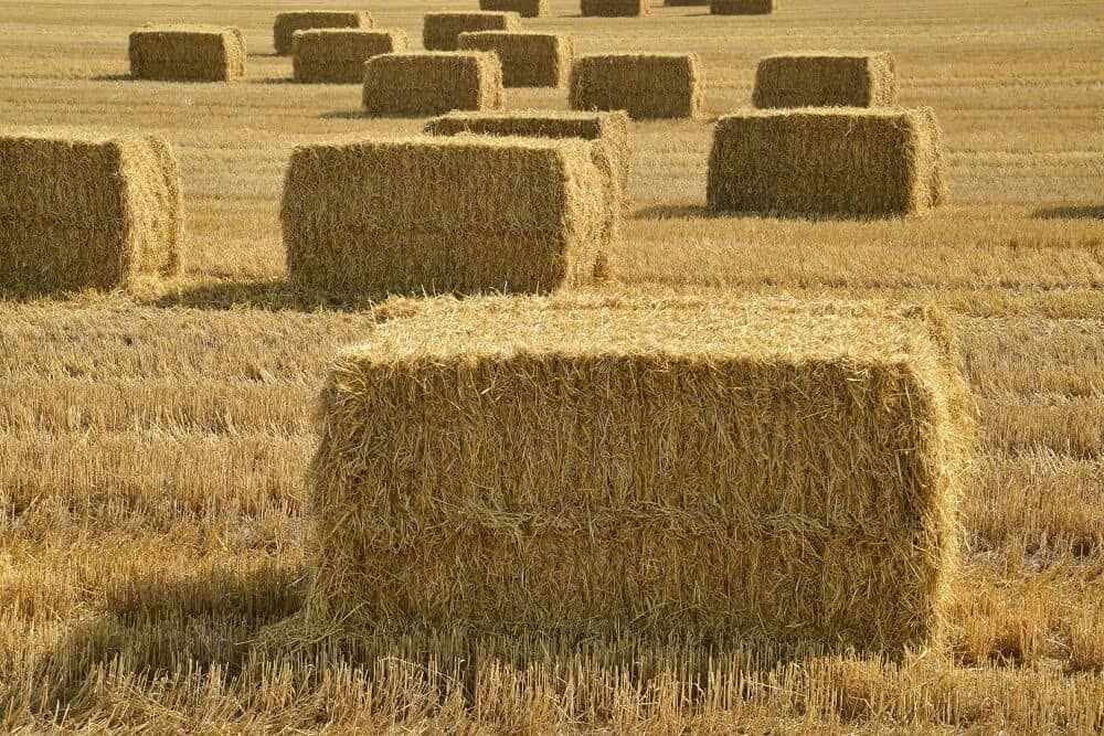 massive hay bales from a farm in denmark