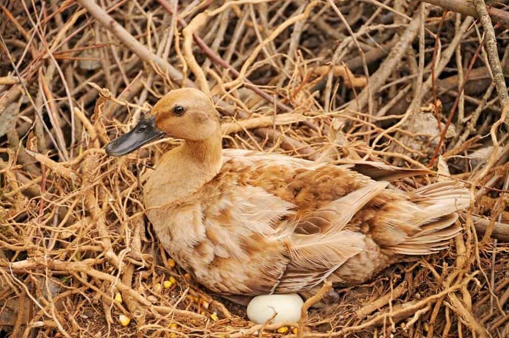 mother duck protecting duck eggs