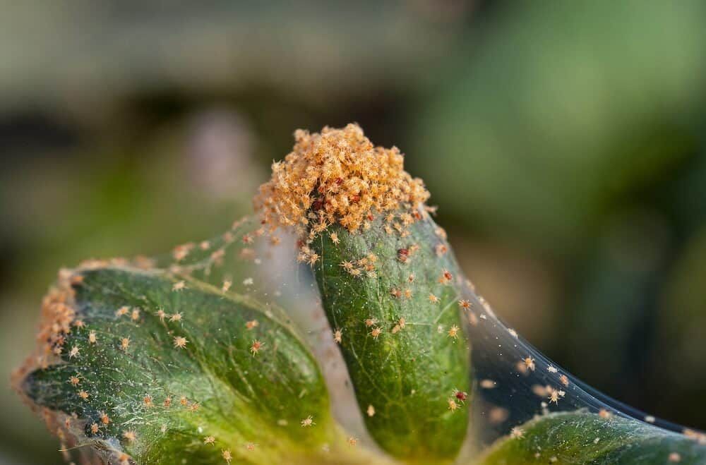 spider mites infesting strawberry plant