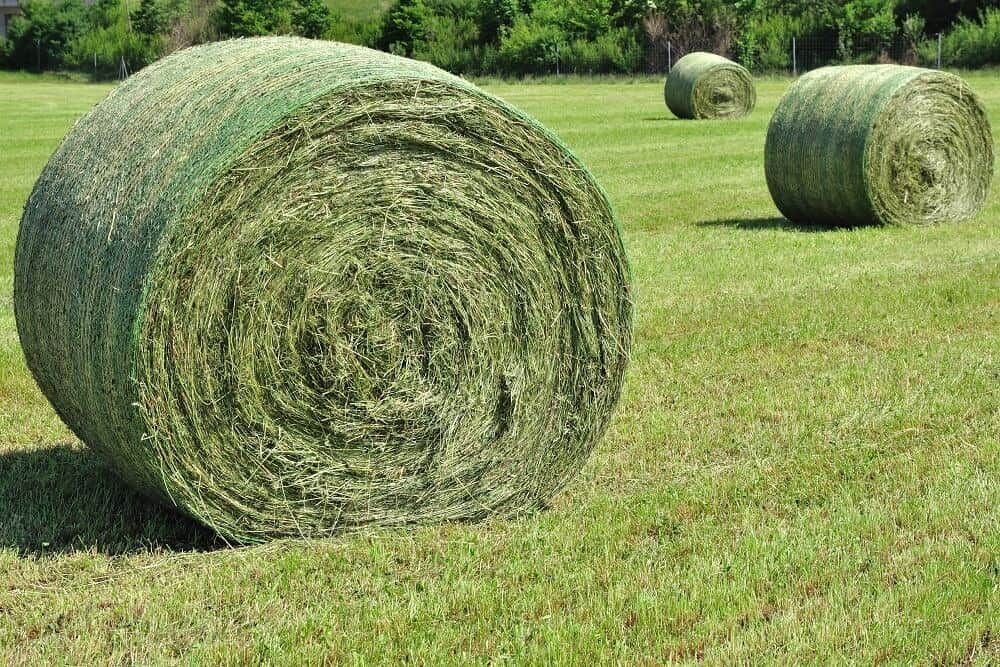 thick hay bales harvested and rolled