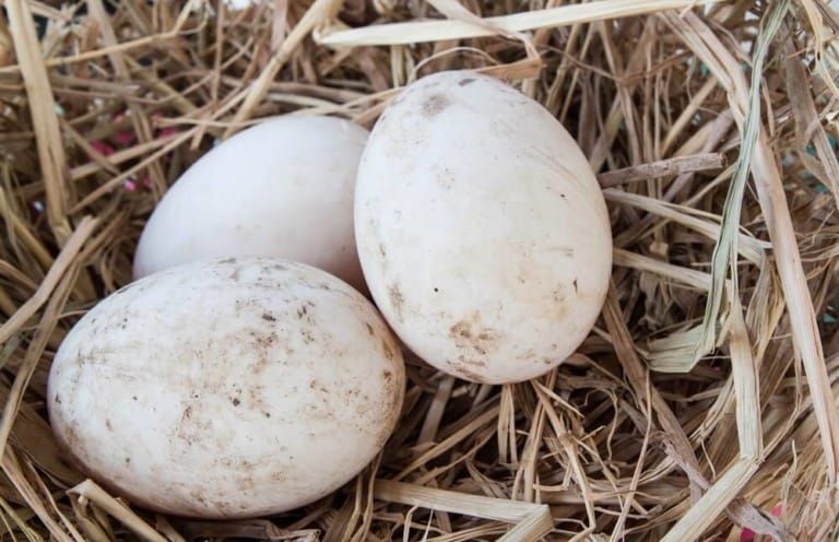 How to Tell If a Duck Egg Is Fertile [3 Easy Ways!]