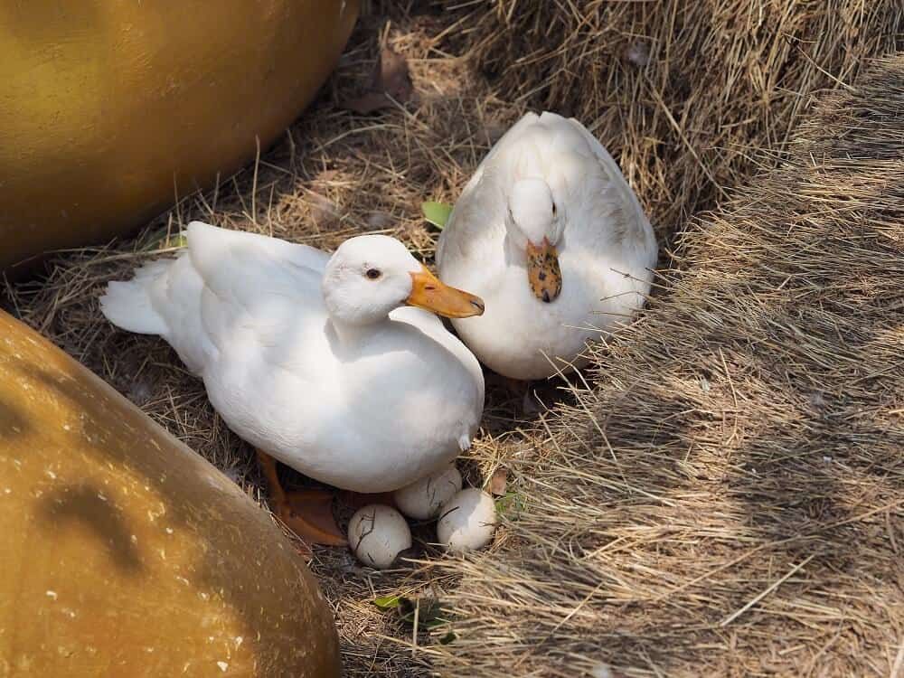 two adult ducks protect eggs straw nest