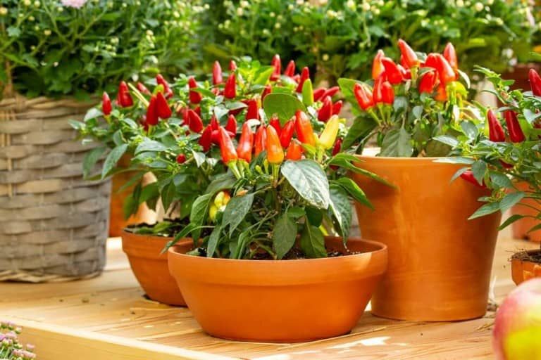 Growing Jalapeños in Containers – Step by Step Guide