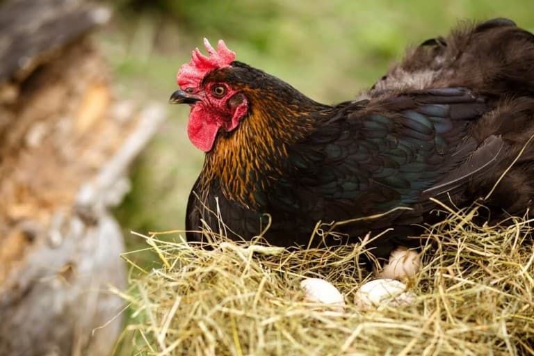 chicken hatching eggs on rural farm
