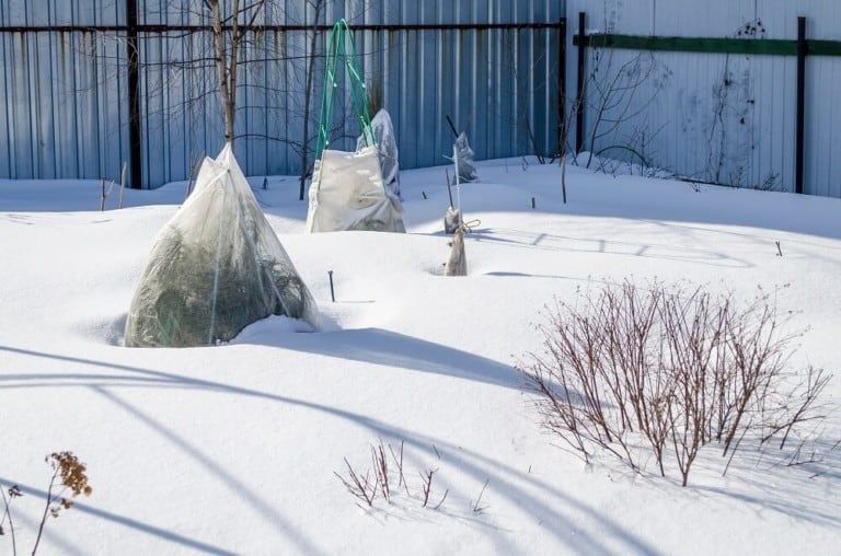 Can I Cover Plants With Garbage Bags to Protect Them From Frost?