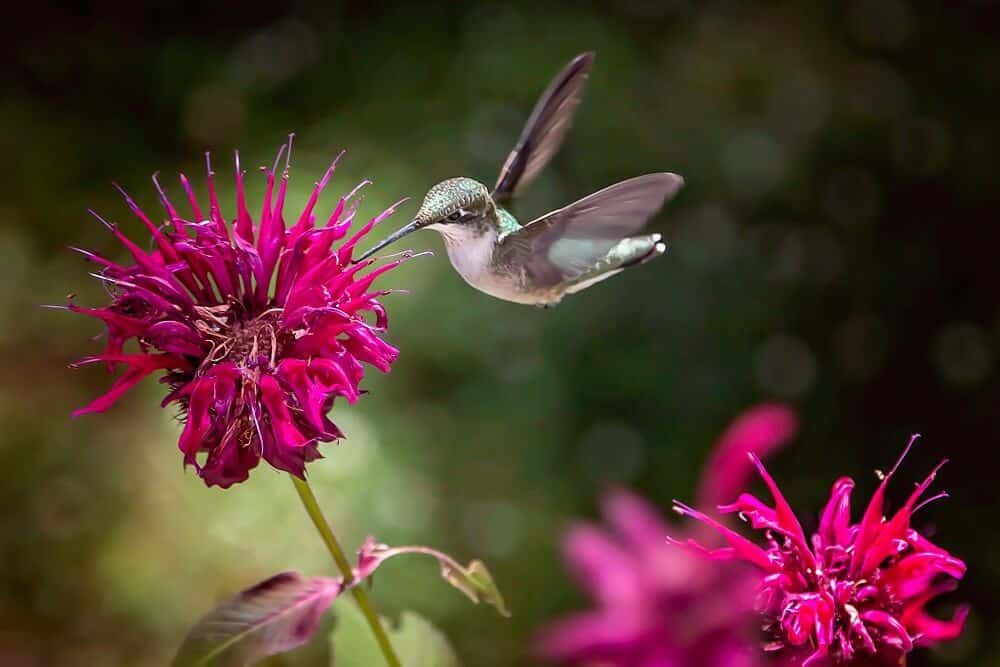 flying hummingbird feeding bee balm nectar