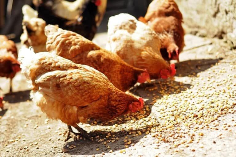 hungry barnyard chickens eating cracked corn