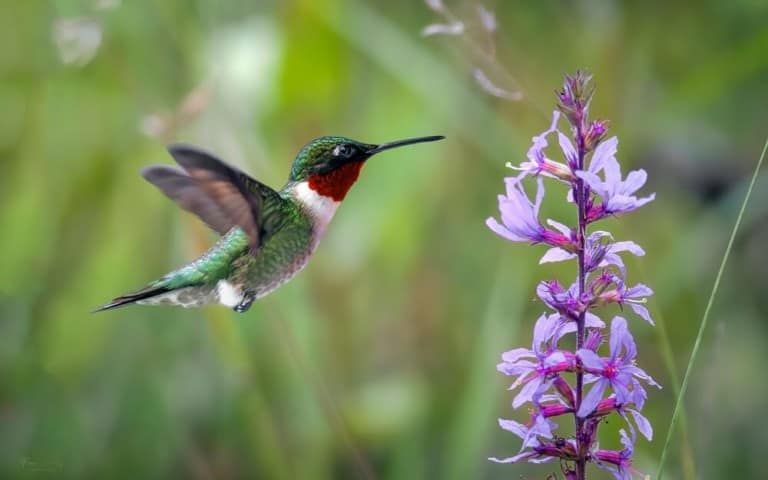 How to Attract Hummingbirds to Your Balcony or Garden [5 Easy Ways]