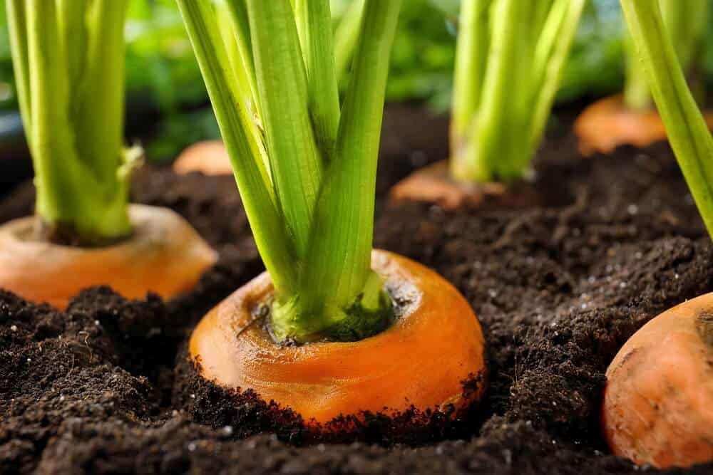 plump orange carrots growing in soil