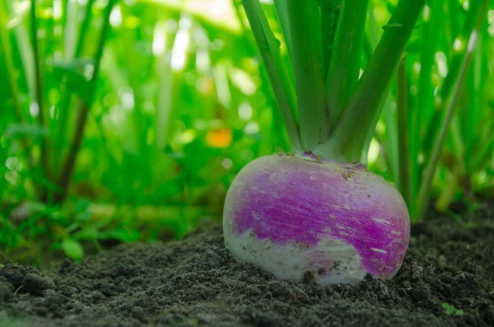 purple and white turnip in the garden soil