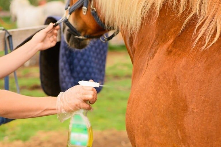How to Keep Flies Off Horses Naturally + DIY Fly Repellent Recipe